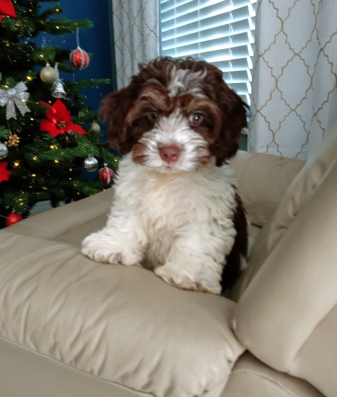A small brown-and-white puppy sitting on a sofa